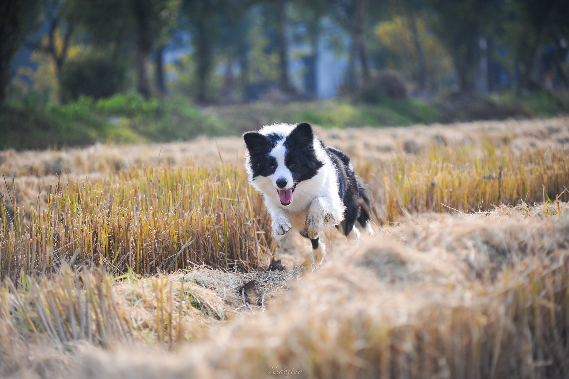 bordercollie（bordercollie怎么读）