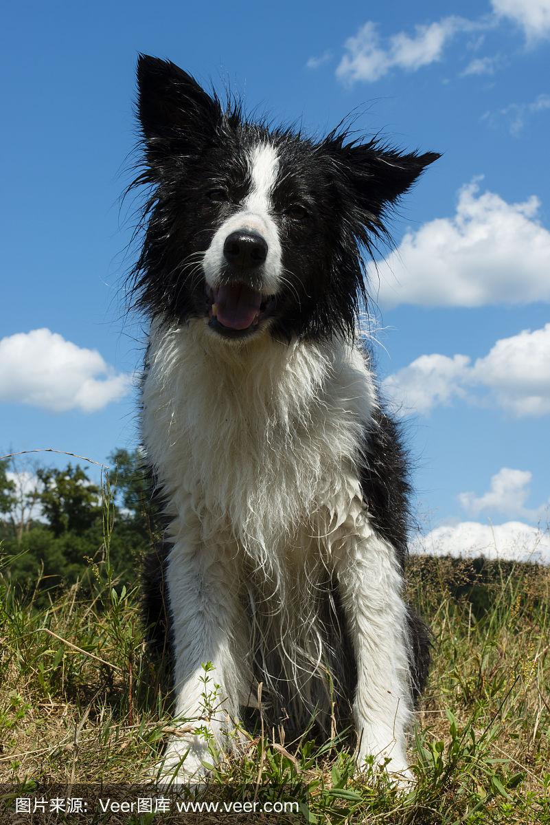 bordercollie（bordercollie怎么读）