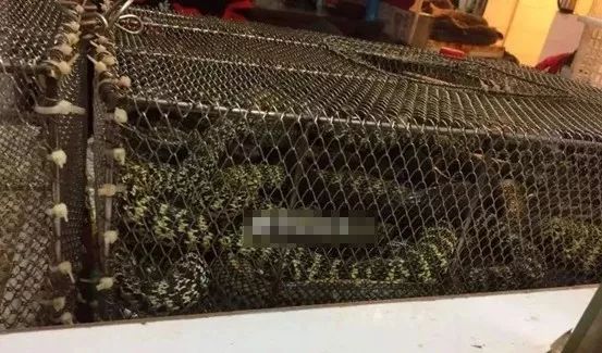 武汉小区现9例阳性（武汉一小区发现不明鸟类）